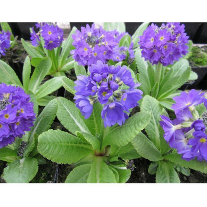 Anglo Aquatics Primula Denticulata 9cm 3 Pack