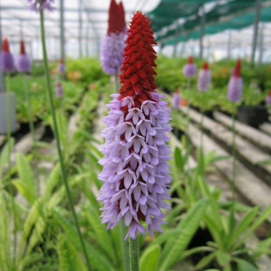 Anglo Aquatics Primula Vialii 9cm 3 Pack