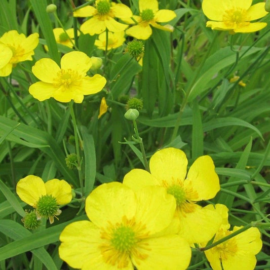 Anglo Aquatics Ranunculus Flammula 9cm