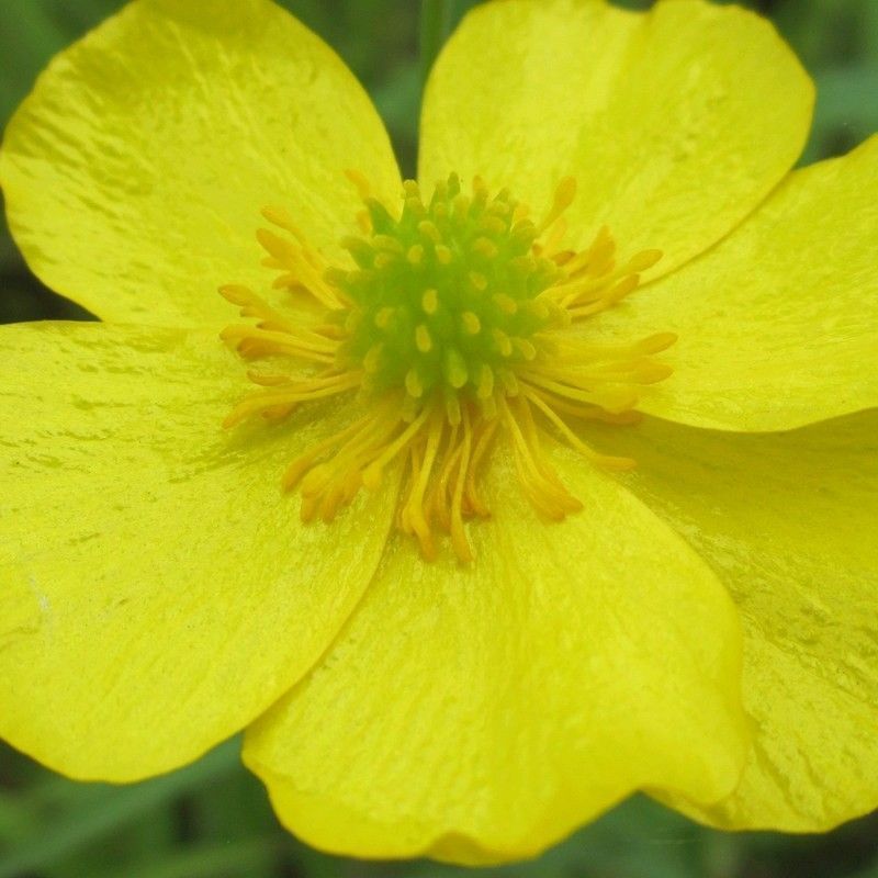 Anglo Aquatics Ranunculus Flammula 9cm