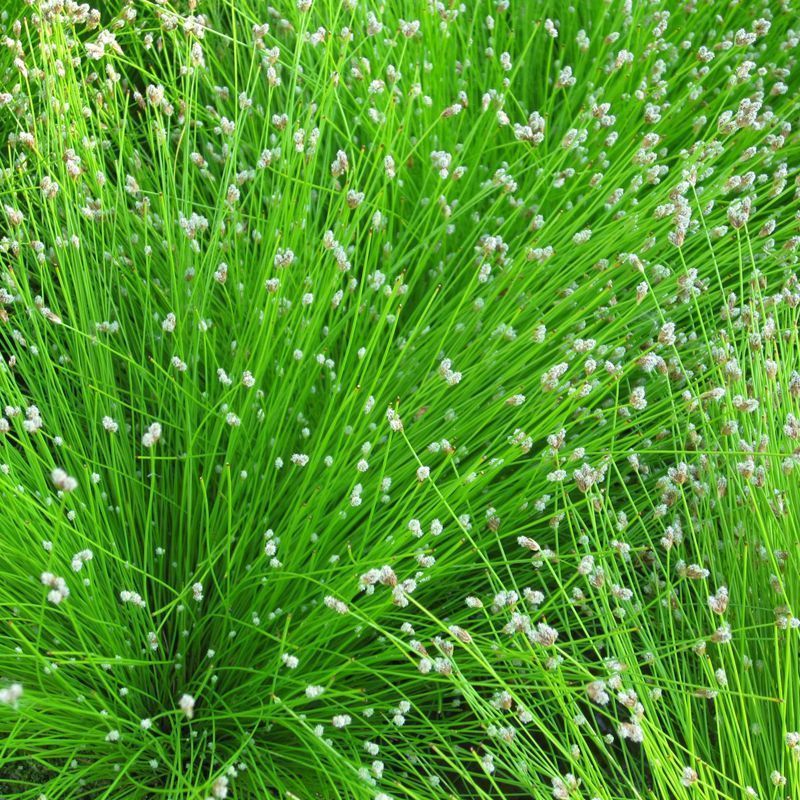 Anglo Aquatics Scirpus Cernuus 2 Litre