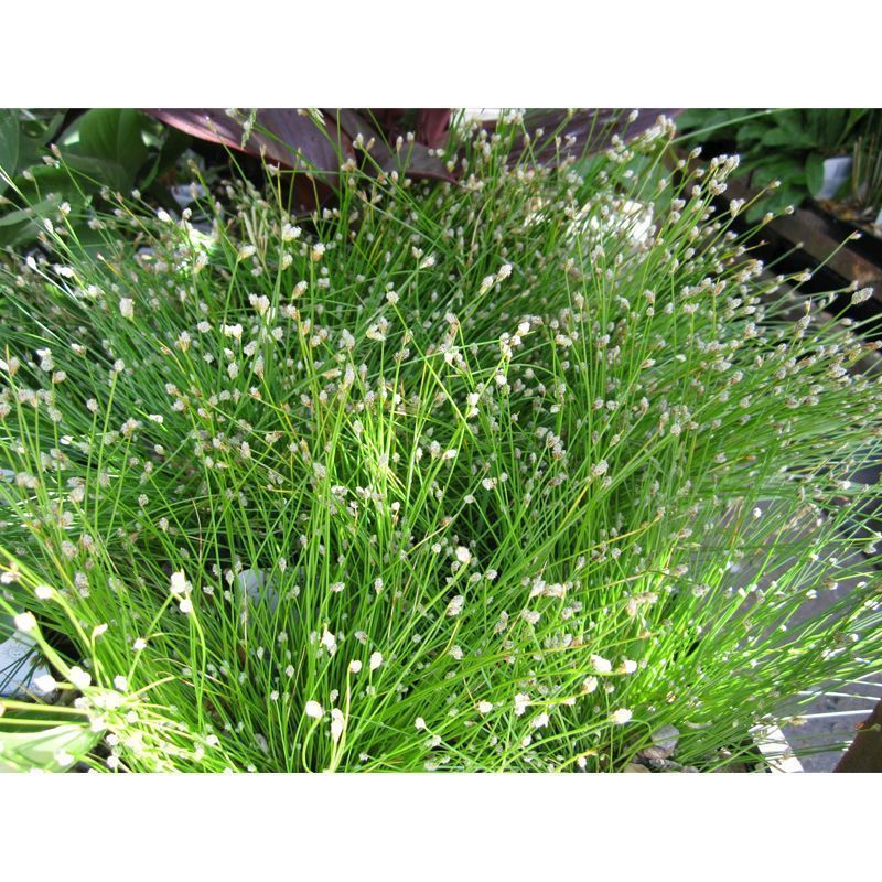 Anglo Aquatics Scirpus Cernuus 2 Litre