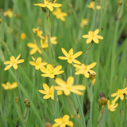 Anglo Aquatics Sisyrinchium Californicum 1 Litre 3 Pack