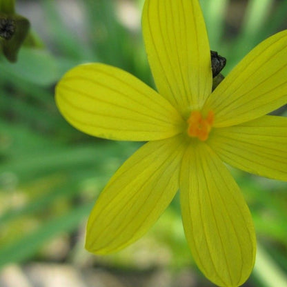 Anglo Aquatics Sisyrinchium Californicum 9cm