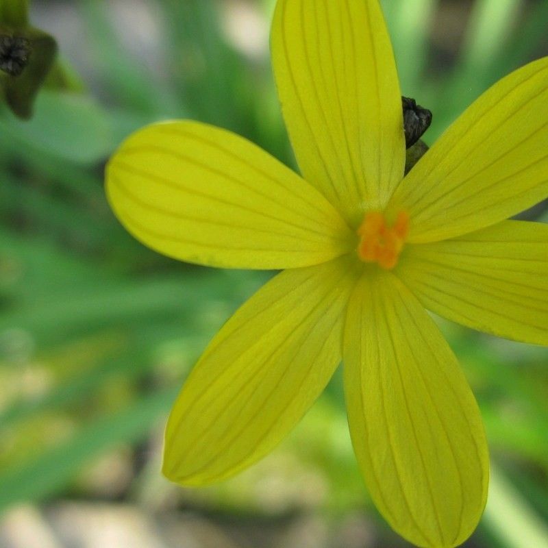 DIS : Anglo Aquatics Sisyrinchium Californicum 3 Litre