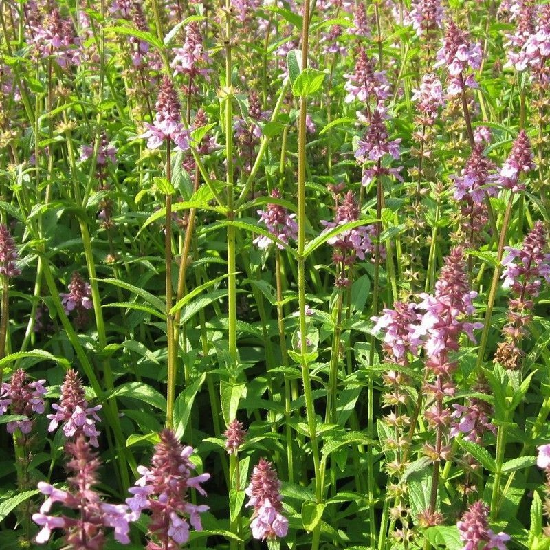 Anglo Aquatics Stachys Palustris 9cm