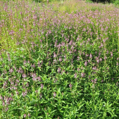 Anglo Aquatics Stachys Palustris 9cm