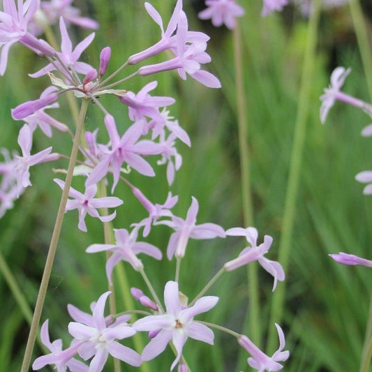 Anglo Aquatics Tulbaghia Violacea 1 Litre 3 Pack