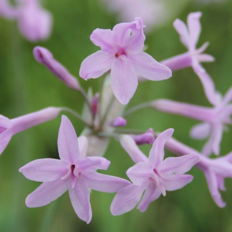 Anglo Aquatics Tulbaghia Violacea 1 Litre 3 Pack