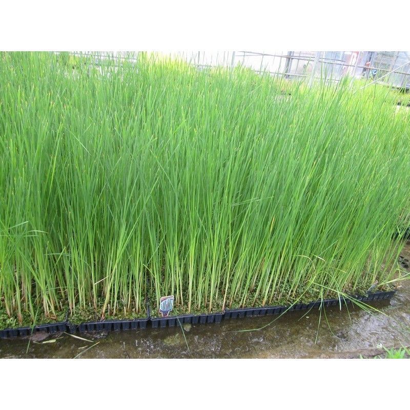 Anglo Aquatics Typha Angustifolia 1 Litre 3 Pack