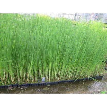 Anglo Aquatics Typha Angustifolia 1 Litre 3 Pack