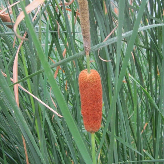 Anglo Aquatics Typha Gracilis 9cm