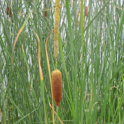 Anglo Aquatics Typha Gracilis 1 Litre 3 Pack