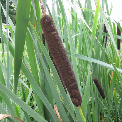 Anglo Aquatics Typha Latifolia 1 Litre