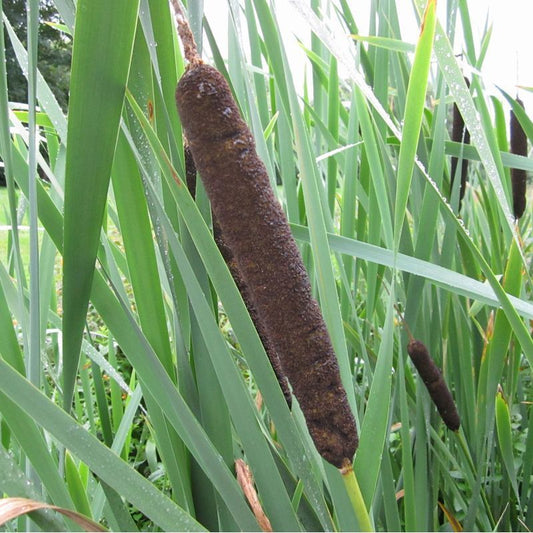 Anglo Aquatics Typha Latifolia 9cm 3 Pack