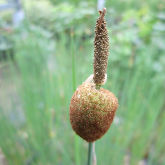 Anglo Aquatics Typha Minima 1 Litre