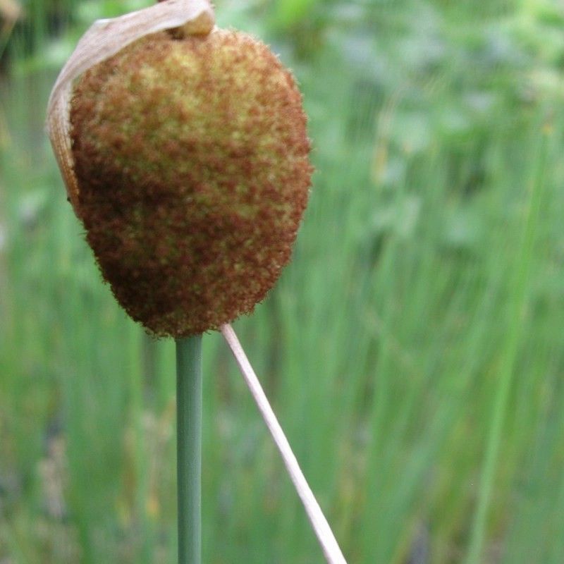 Anglo Aquatics Typha Minima 3 Litre