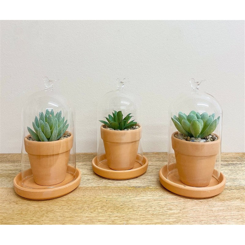 3x Dome Faux Succulent Glass - 15cm