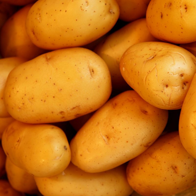 Piper　at　Taylors　Potatoes　Seed　Maincrop　Buy　Online　High　Stores　Yielding　Maris　2Kg　QD