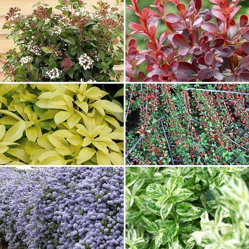 Evergreen Shrub Collection 6x Named Varieties Buy Online at QD Stores
