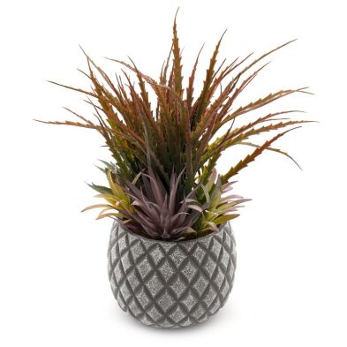 Product photograph of Succulents In Large Lattice Design Grey Pot from QD stores
